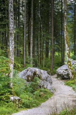 Waldweg benim Hintersee