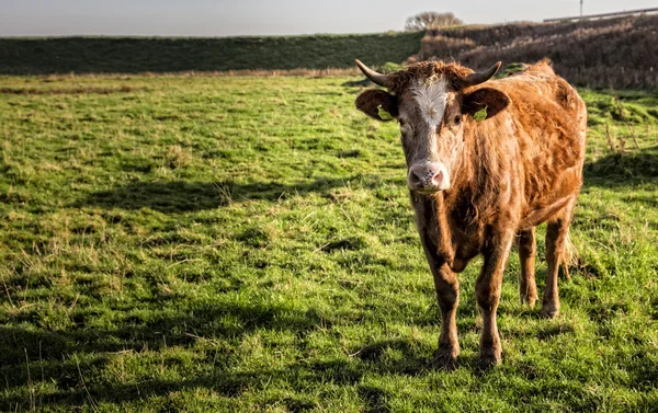 Hnědé krávy na pastvinách — Stock fotografie