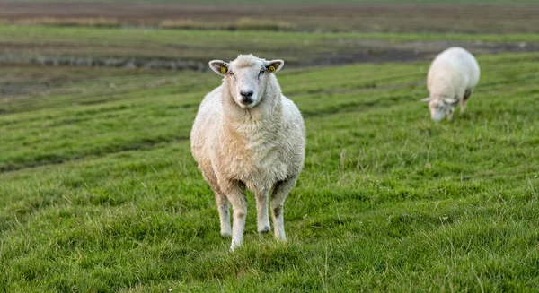 Czarno-białe owce na pastwisku — Zdjęcie stockowe