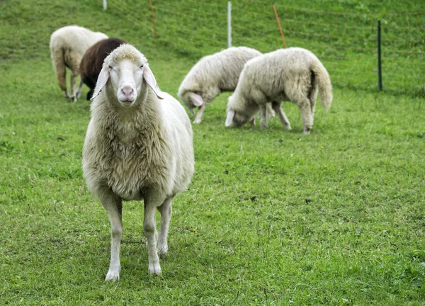 Czarno-białe owce na pastwisku — Zdjęcie stockowe