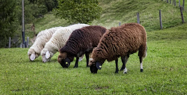 Ovejas blancas y negras en los pastos — Foto de Stock