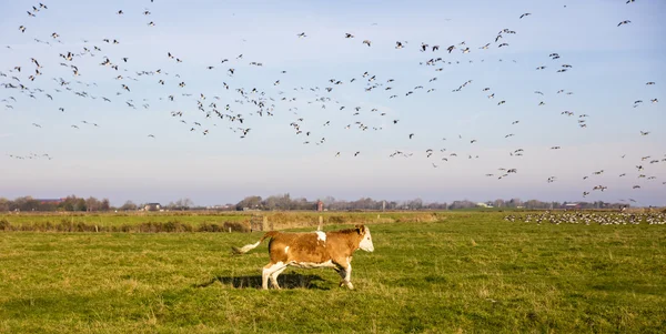 Hnědé krávy na pastvinách — Stock fotografie