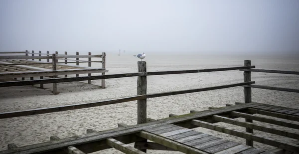 Plataformas de madera en la playa del Mar del Norte — Foto de Stock