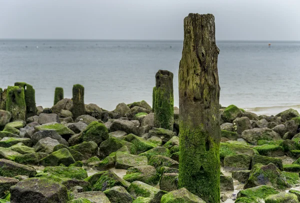 Houten pinnen de dijk van de Noordzee — Stockfoto