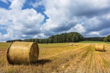 saman Ballinger bir alanda yalan