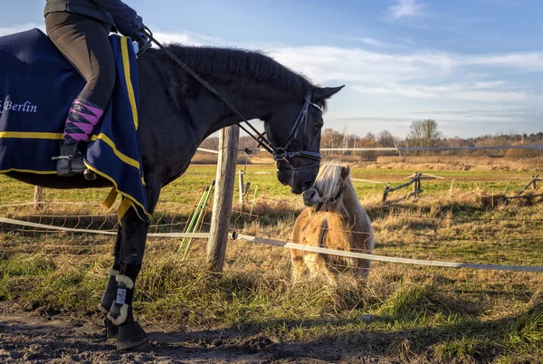 Gran caballo se hace amigo de un pony — Foto de Stock