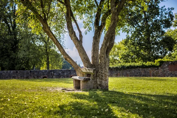 Büyük bir ağaç altında küçük ahşap Bank — Stok fotoğraf