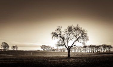 ıssız bir coğrafyada bir ağaç