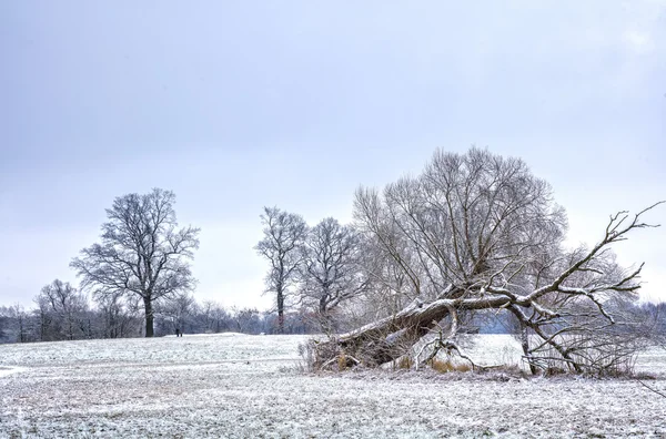 Paesaggio invernale innevato a Berlino — Foto Stock