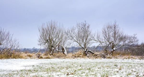 Sneeuw bedekte winterlandschap in Berlijn — Stockfoto