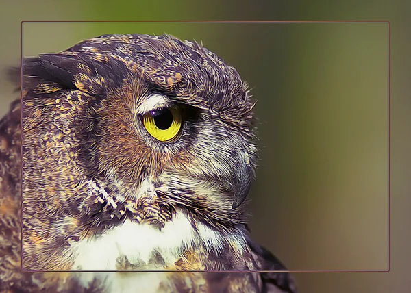 Owl profile — Stock Photo, Image