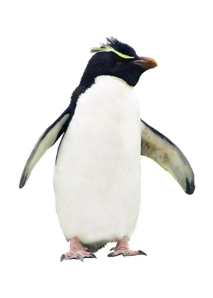 Pinguino isolato Foto Stock Royalty Free