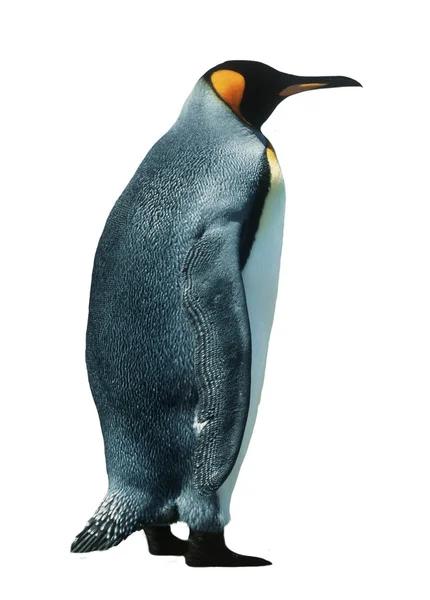 Pingouin empereur isolé — Photo