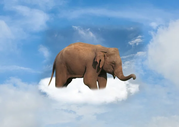 Elephant on the cloud — Stock Photo, Image