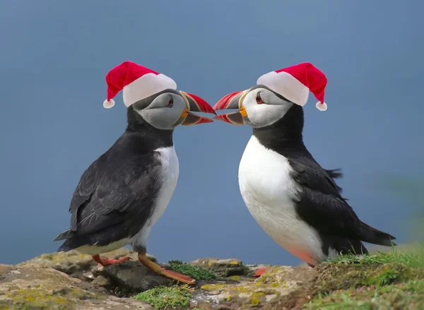 Two funny puffins — Stock Photo, Image