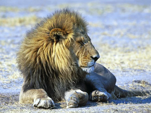 Young lion — Stock Photo, Image