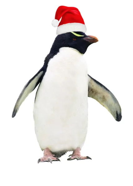 Ізольована пінгвін Стокове Фото