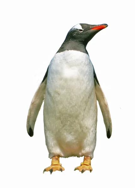 Gentoo penguin — Stock Photo, Image