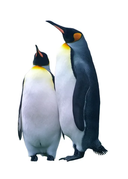 İki Kral penguenler