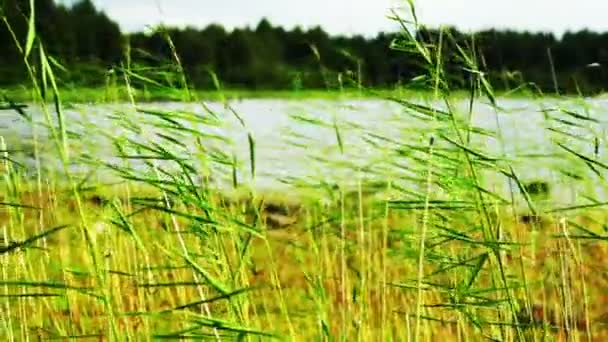 Foglie di canna con lago sullo sfondo — Video Stock