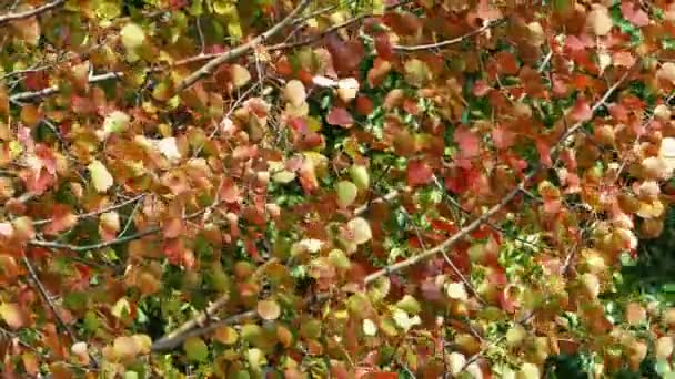 Herbstrotes Laub raschelt in der Espe, Weitschuss — Stockvideo