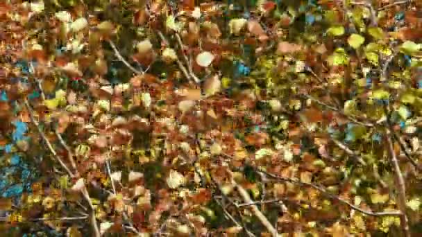 Őszi vörös levelek zizeg az Aspen, hosszú lövés — Stock videók