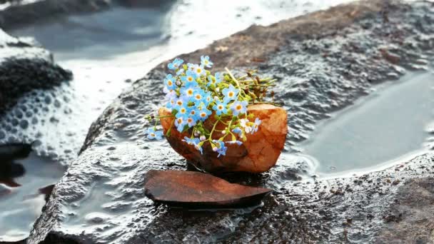 Μπουκέτο μπλε λουλούδια σε μια πέτρα σε λίμνη — Αρχείο Βίντεο