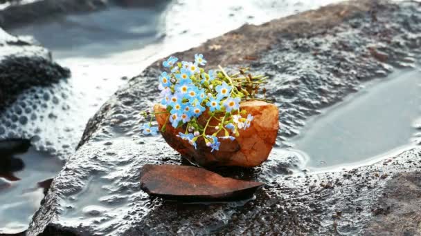 Bouquet de fleurs bleues sur une pierre au bord du lac — Video