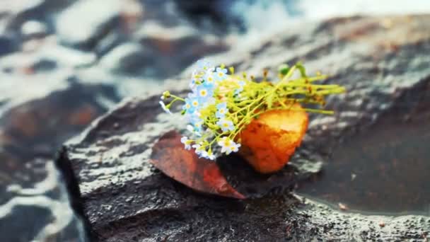 Strauß blauer Blumen auf einem Stein am Seeufer — Stockvideo