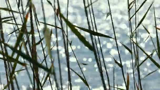 Foglie di canna con lago sullo sfondo — Video Stock