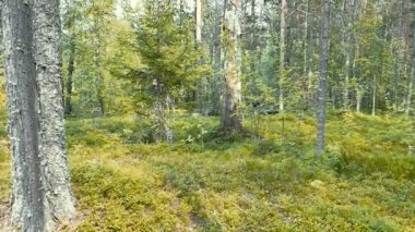 Ormanda devrilmiş ağaçlar