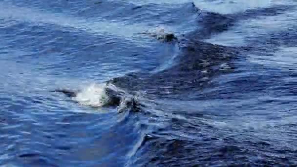 Stormiga spår av motorbåt passerar blå vatten — Stockvideo