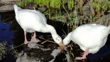 İki kaz Gölü sahilinde besleme