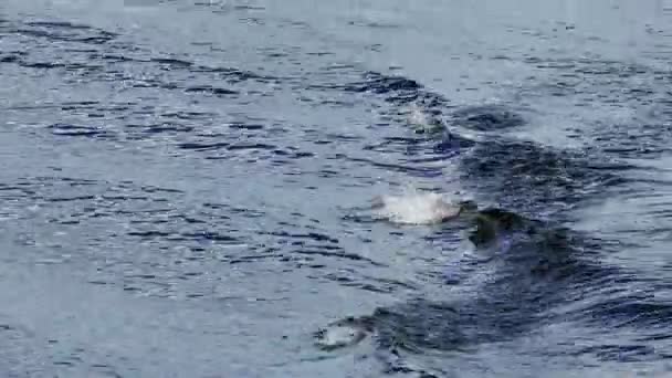 Bouřlivé stopy motorového člunu přes modré vody — Stock video