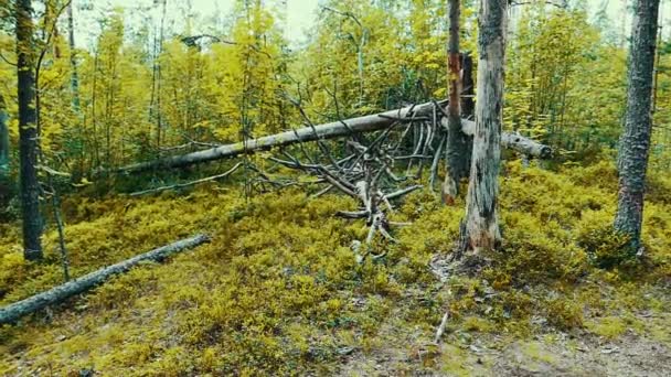 Árvores derrubadas na floresta — Vídeo de Stock