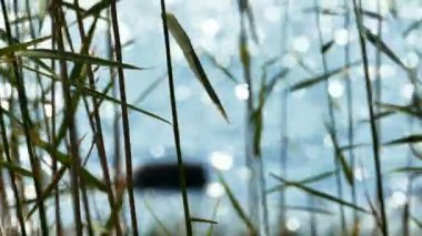 Arka plan gölde Reed bırakır