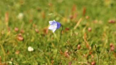 Smal leylak Bluebell çiçek bir çayır üzerinde