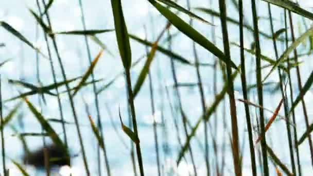 背景に湖と葦を葉します。 — ストック動画