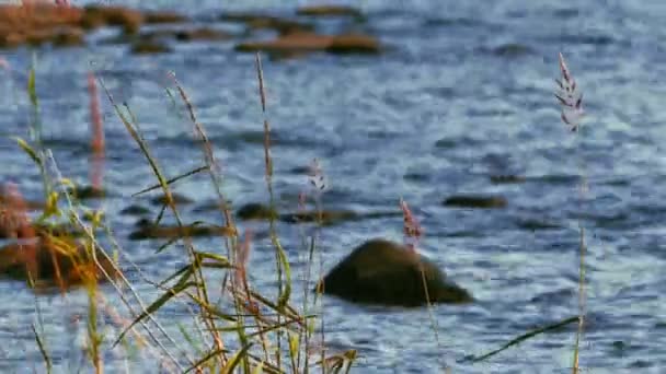 Reed verlaat met meer op de achtergrond — Stockvideo