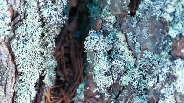 Kleine hagedis draait op Pine Tree Trunk, close-up — Stockvideo