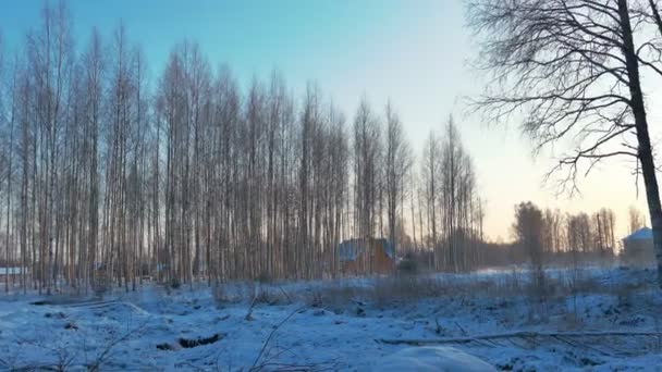 Winter Forest Panoramic Shot — Stock Video