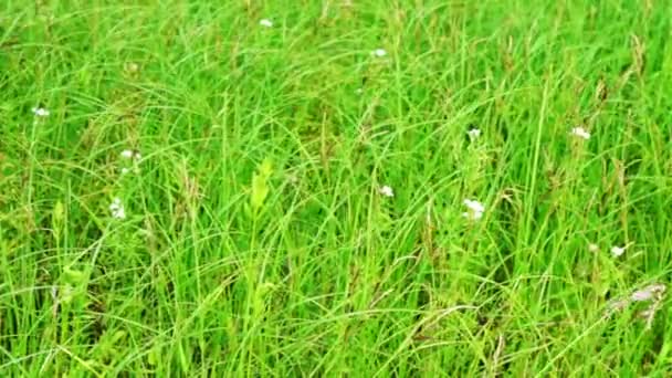 Flores blancas en hierba verde — Vídeo de stock