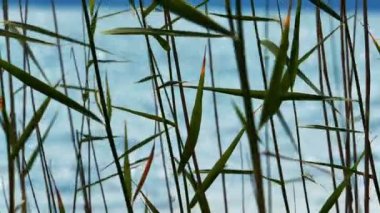 Arka plan gölde Reed bırakır