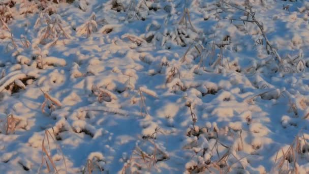 Трава под снегом — стоковое видео