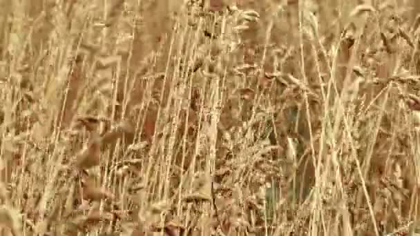 Orejas de trigo amarillo maduras en un día de verano — Vídeo de stock