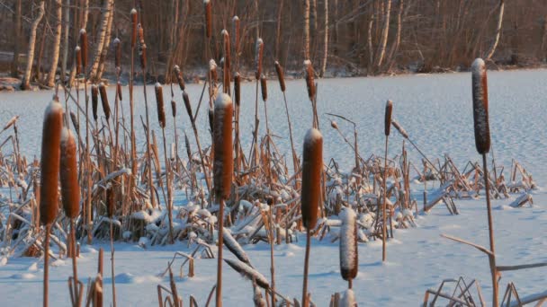 Semena cukrové třtiny Reed pod sněhem — Stock video