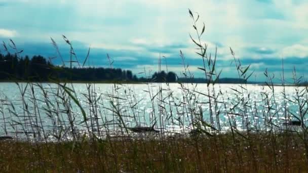 Caña verde en la orilla del lago — Vídeos de Stock