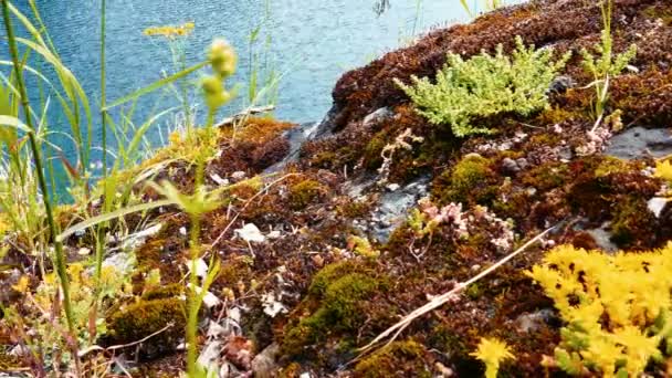 Moss and Grass in Marble Canyon Ruskeala in Karelia, Northern Russia — Stock Video