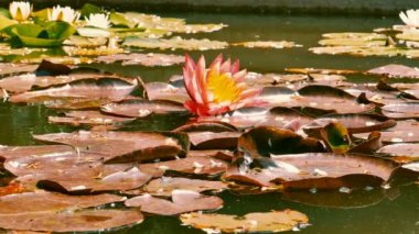 Kırmızı Lotus çiçeği bir havuzda