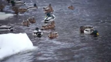 Ördek AV Lososinka River sürüsü